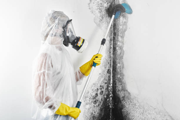 Best Environmental Consulting for Mold Prevention  in Gulfport, MS