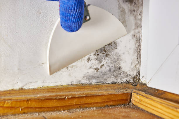 Best Dehumidification Services  in Gulfport, MS