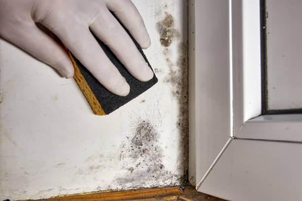Best Mold Remediation for Rental Properties  in Gulfport, MS
