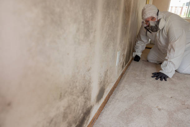 Best Water Damage & Mold Remediation  in Gulfport, MS